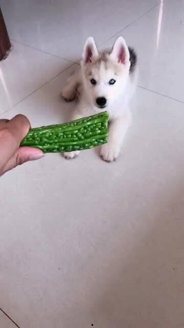 两只小狗吃瓜的视频,两只小狗欢乐吃瓜瞬间