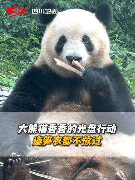 熊猫直播吃瓜视频下载,揭秘网红幕后生活
