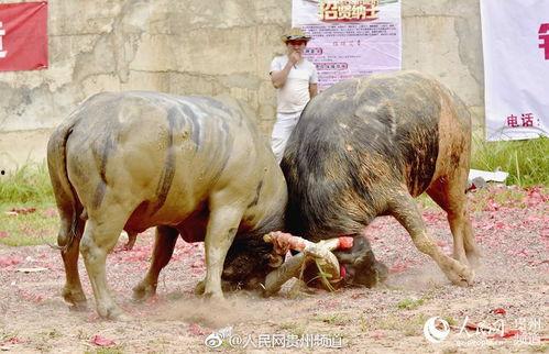 吃瓜群众斗牛视频大全集,吃瓜群众视角下的精彩瞬间大盘点