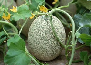 爱姐吃哈密瓜视频,甜蜜滋味，尽在这一刻