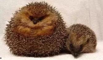 吃瓜的动物配音视频,趣味配音视频揭秘