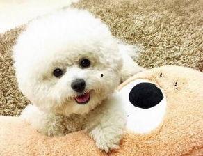 比熊可以吃蒲瓜吗视频讲解,比熊犬适宜食用蒲瓜的揭秘与注意事项