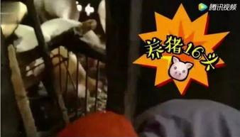 喂猪吃瓜的视频,喂猪吃瓜视频走红网络