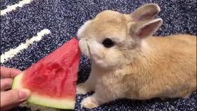 小兔子吃瓜视频,萌宠美食大揭秘