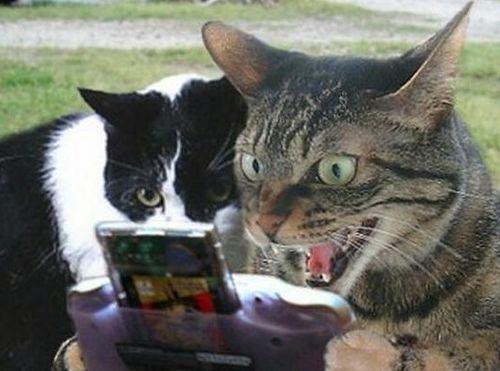 搞笑猫吃瓜配音视频,笑料横生，萌态百出！