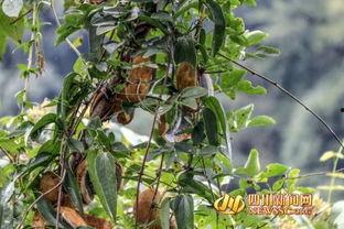 八月瓜吃货视频大全集下载,美味瞬间，一网打尽