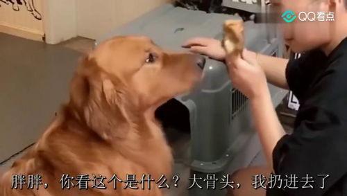 二逗吃瓜完整视频,揭秘娱乐圈幕后故事，带你领略明星真实一面