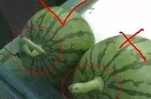 关于带你吃瓜的视频,揭秘网络热点的幕后故事