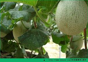 糖妈妈吃哈密瓜会胖吗视频,营养分析及体重影响揭秘