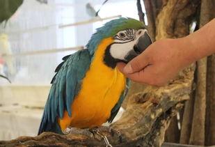 吃瓜神兽的视频,揭秘视频中的趣味瞬间