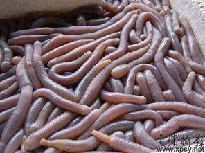 生瓜吃虫子视频,一场自然界的生存挑战