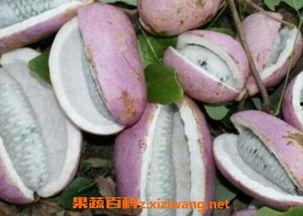 小伙拿八月瓜吃的视频,小伙现场品尝,解锁夏日清新口感